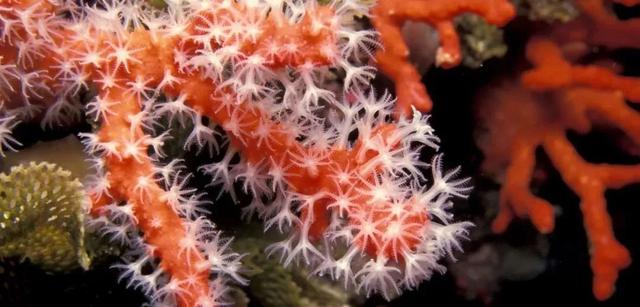 生命比虚荣更重要，海洋物种知多少？