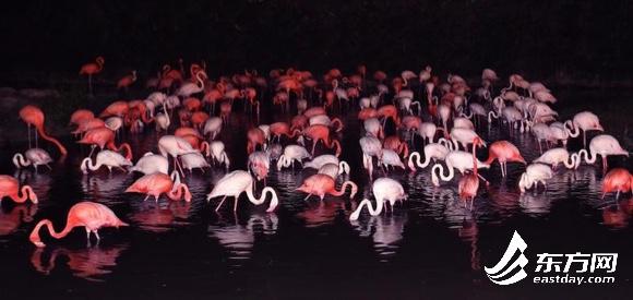 國內首個“動物園奇妙夜”來了！來這裏看看5000只動物的夜間生活