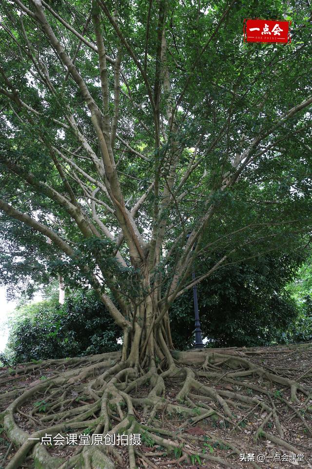 新加坡植物园有棵树根裸露在地面上的奇怪的树，谁知道它几岁了？