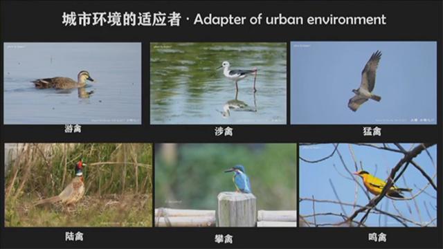在上海重構自然：野生動物中的意外來客、適應者與回歸者
