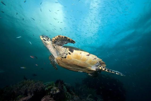 生命比虛榮更重要，海洋物種知多少？