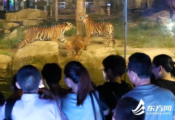 國內首個“動物園奇妙夜”來了！來這裏看看5000只動物的夜間生活