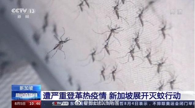新加坡登革热确诊病例超2万例 新加坡开展为期2周灭蚊行动