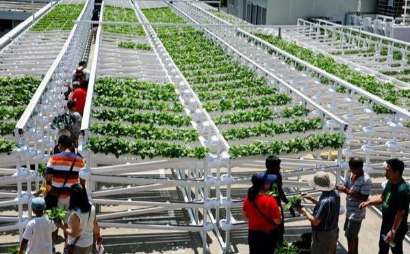 为新加坡社区创造就业 “停车场蔬菜”首次收成