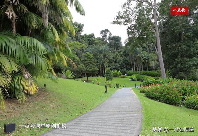 新加坡植物园有棵树根裸露在地面上的奇怪的树，谁知道它几岁了？