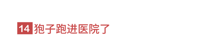 狐狸上街、野猪狂奔。人类消失不见后，动物们有多兴奋