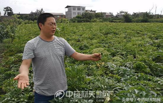 道地药材川白芷需求量大增，但市场以次充好、无序竞争，影响行情发展！