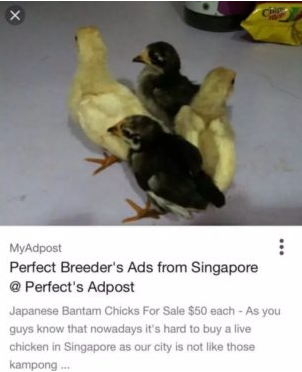 新加坡的網上居然有人賣活“寵物雞”？