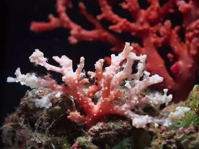 生命比虛榮更重要，海洋物種知多少？