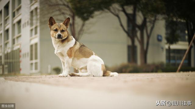 銀川四條“狗新聞”刷屏 難産的《小動物保護法》，保的不僅是狗