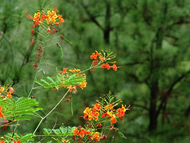 花木春秋56：金凤花 | 金凤凰，火凤凰，哪国飞来的洋凤凰？