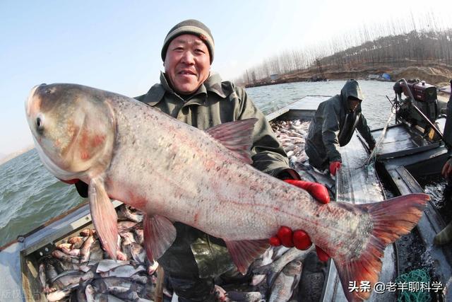 一網出水12萬斤，一條值300元，千島湖“洗澡魚”暗藏玄機？