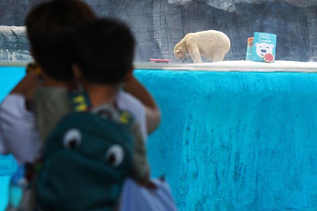 新加坡動物園爲北極熊伊努卡慶生
