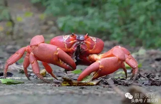 澳洲著名海鮮大賞