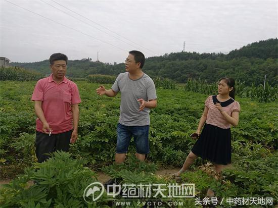 道地药材川白芷需求量大增，但市场以次充好、无序竞争，影响行情发展！