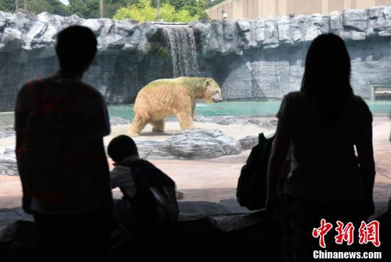 新加坡一北极熊健康状况恶化 或被“安乐死”
