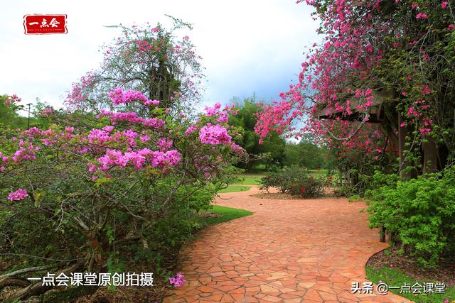 新加坡植物园有棵树根裸露在地面上的奇怪的树，谁知道它几岁了？