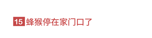 狐狸上街、野猪狂奔。人类消失不见后，动物们有多兴奋