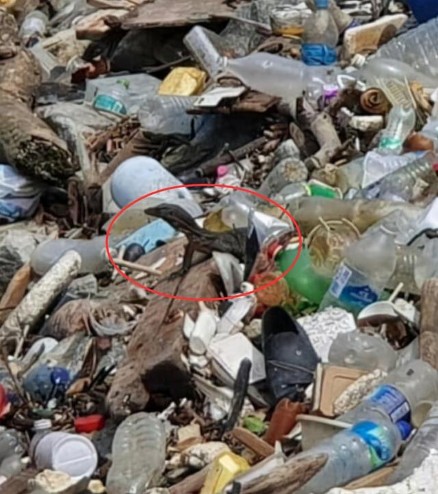 新加坡徒步岛成“垃圾岛”，小姐姐拍到垃圾堆中觅食的小蜥蜴