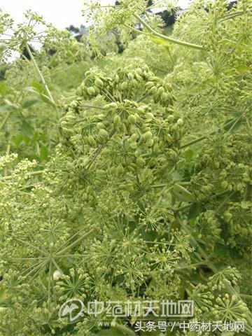 道地药材川白芷需求量大增，但市场以次充好、无序竞争，影响行情发展！