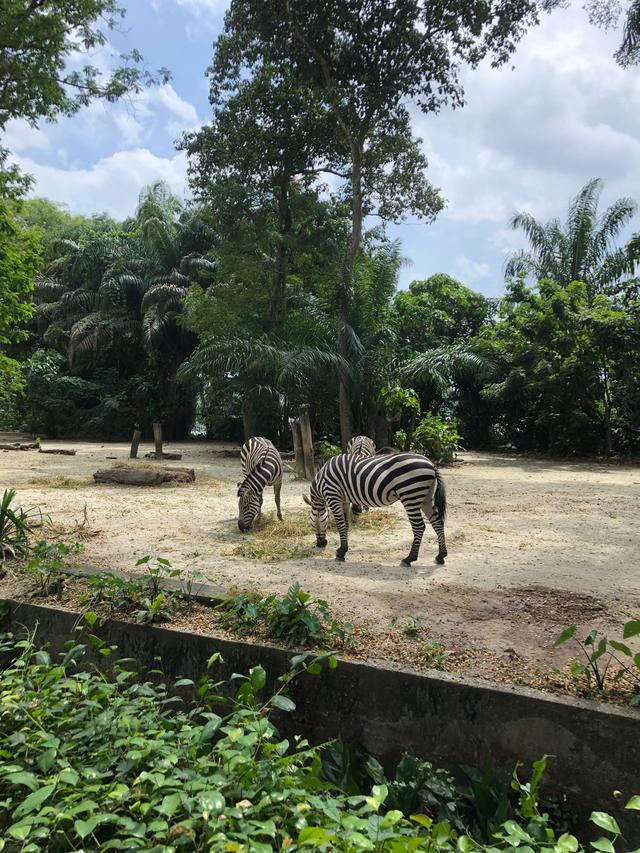 書蟲新加坡之行：新加坡動物園，一個有意思的地方