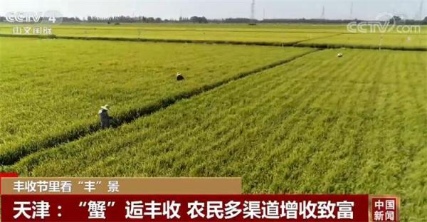 丰收节里看“丰”景｜农业农村部：全国秋粮收获2.67亿亩 完成20.3%