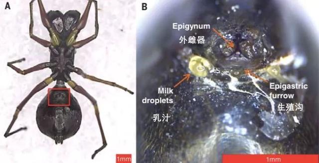 蜘蛛居然会哺乳？奶水足还营养好？
