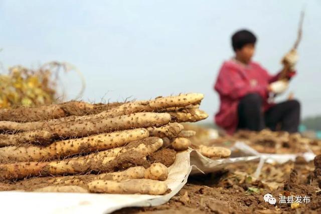 穿越3千年，看这根山药的蝶变……