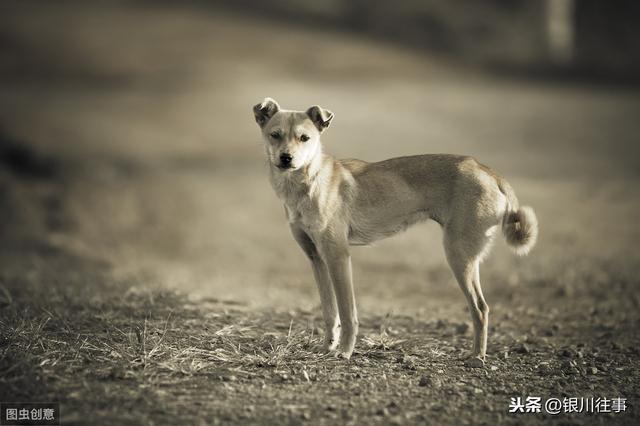 銀川四條“狗新聞”刷屏 難産的《小動物保護法》，保的不僅是狗