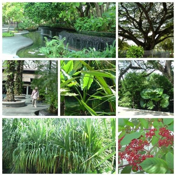 2014年 E-1 新加坡行 A-D5花柏山植物园1