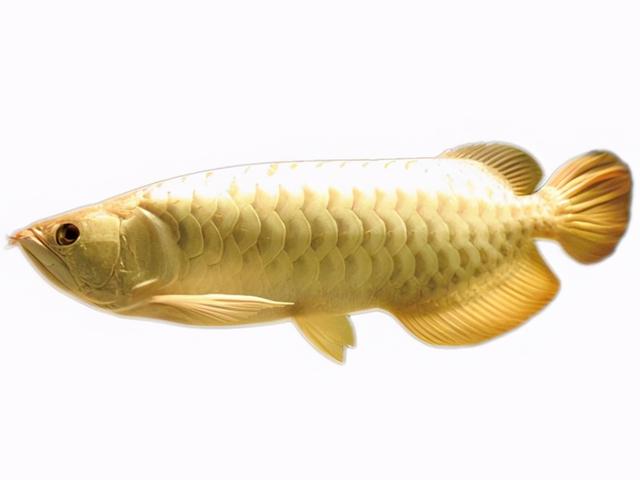 常見的龍魚有銀龍魚、紅龍魚、金龍魚，這期分享各個洲龍魚品種