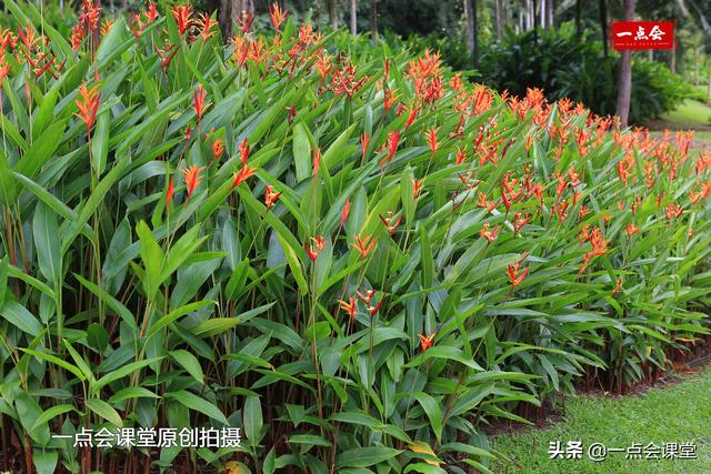 新加坡植物园有棵树根裸露在地面上的奇怪的树，谁知道它几岁了？