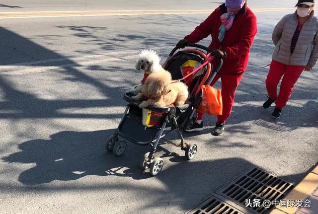 虐猫者范源庆被12名动保人士起诉百万人支持出台《反虐待动物法》