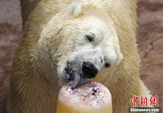 新加坡一北极熊健康状况恶化 或被“安乐死”