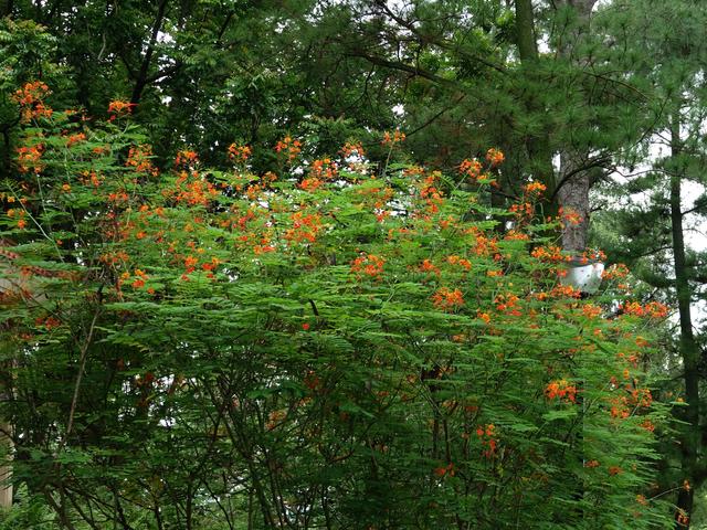 花木春秋56：金鳳花 | 金鳳凰，火鳳凰，哪國飛來的洋鳳凰？