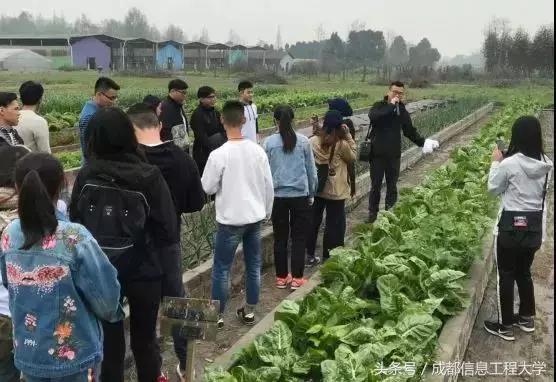 进农场跑社区，干农活分垃圾，中新大学生联手搞事情