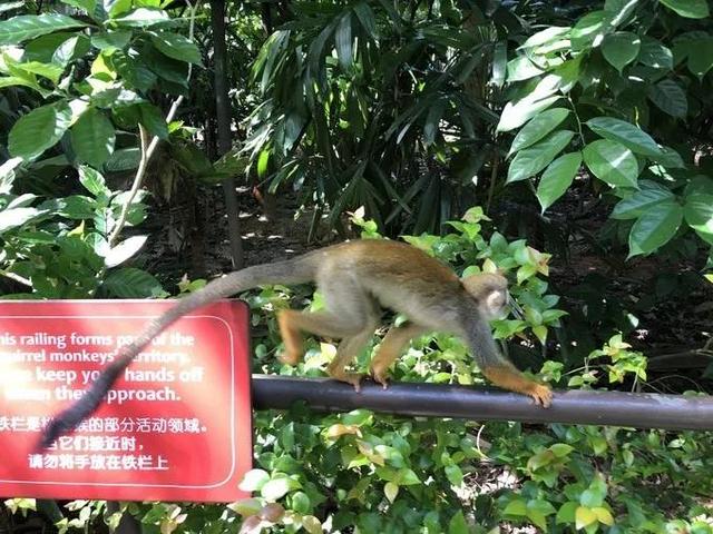 甜程游记 | 花样逛吃玩，快来get新加坡旅行的正确打开方式