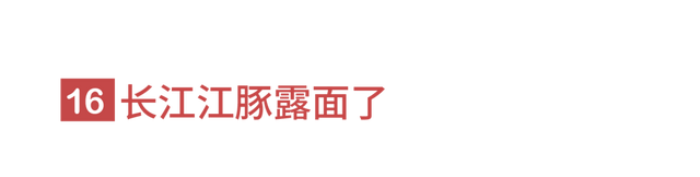 狐狸上街、野猪狂奔。人类消失不见后，动物们有多兴奋