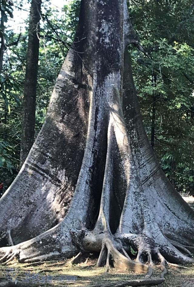 爪哇驚奇(十一) 植物園(下)