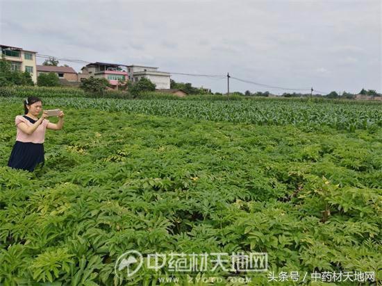 道地药材川白芷需求量大增，但市场以次充好、无序竞争，影响行情发展！