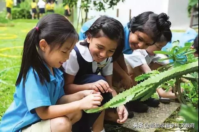 新加坡留学｜想将新加坡当成黄金跳板？先了解下新加坡幼儿园~