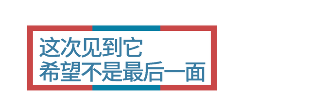 狐狸上街、野猪狂奔。人类消失不见后，动物们有多兴奋