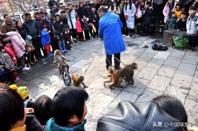 虐猫者范源庆被12名动保人士起诉百万人支持出台《反虐待动物法》