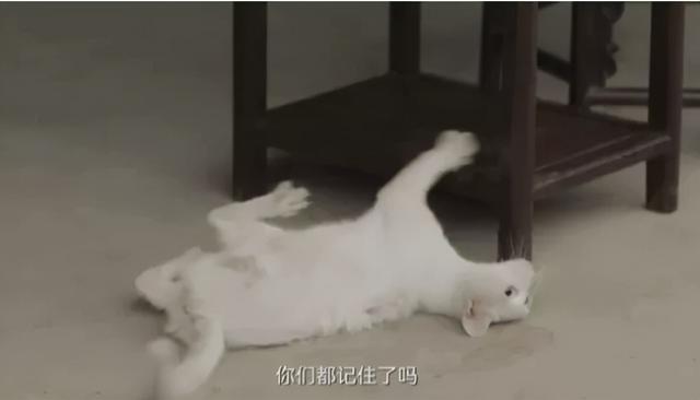 《当家主母》虐猫上热搜：为拍剧竟毒死真猫，剧组疯狂洗白惹争议