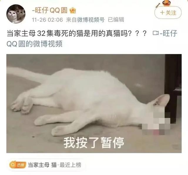 《当家主母》虐猫上热搜：为拍剧竟毒死真猫，剧组疯狂洗白惹争议