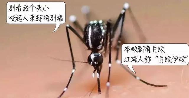 你家还在养蚊子？新加坡2万人感染登革热，史上最严重