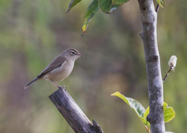 浙江省新增12種野生鳥類記錄！一起來認識一下