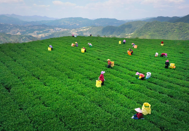 中國千年梯田茶園與草原 靠什麽新登全球重要農業文化遺産？