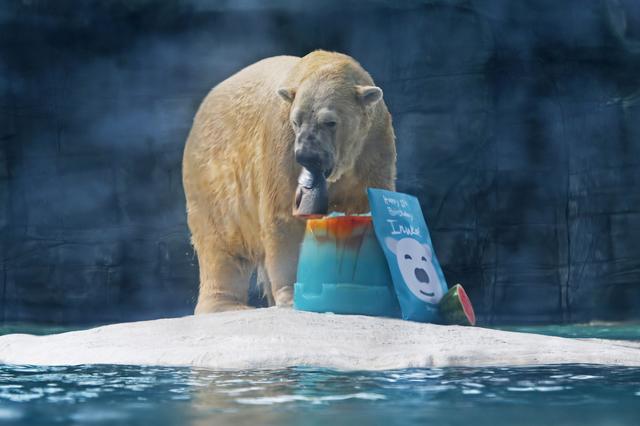 新加坡動物園爲北極熊伊努卡慶生