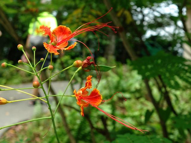 花木春秋56：金鳳花 | 金鳳凰，火鳳凰，哪國飛來的洋鳳凰？